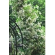 Jaśminowiec GWIAZDKA Trachelospermum MIODODAJNY - sadzonki 10 / 20 cm